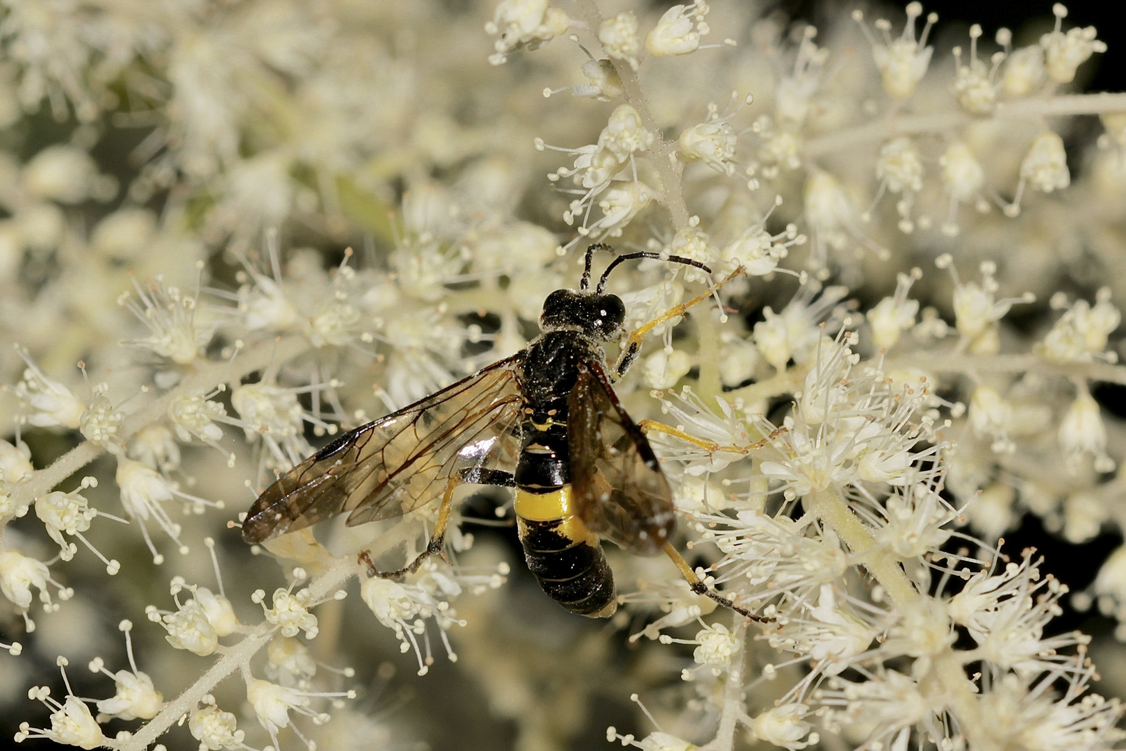 Die Blattwespe Tenthredo temula (Fam. Tenthredinidae) ...