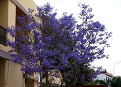 Die blau blühenden Bäume im Valle