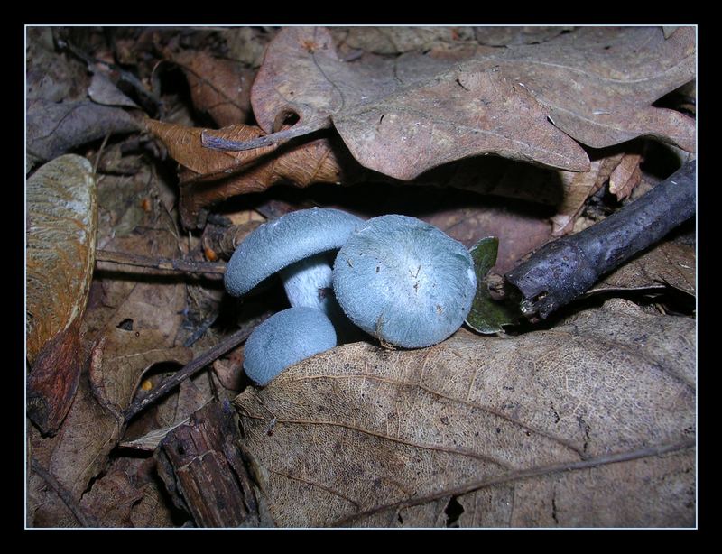 die blau Pilze