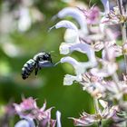 Die blau-schwarze Holzbiene im Römischen Salbei