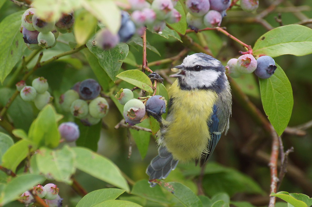 Die Blaubeeren...