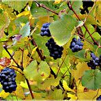 Die Blauburgundertrauben Pinot Nero 