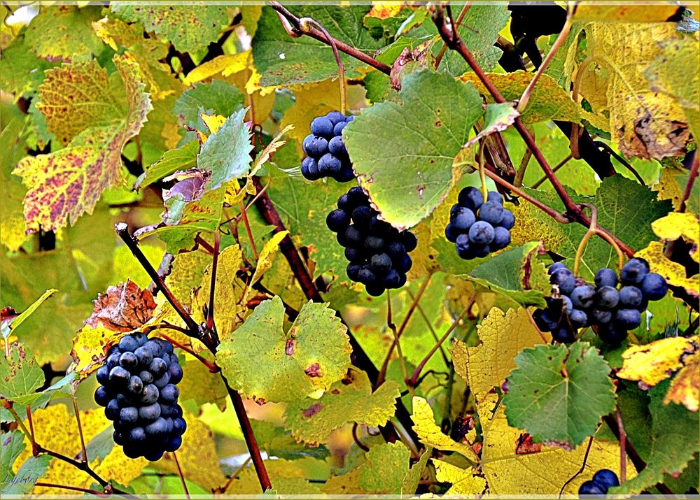 Die Blauburgundertrauben Pinot Nero 