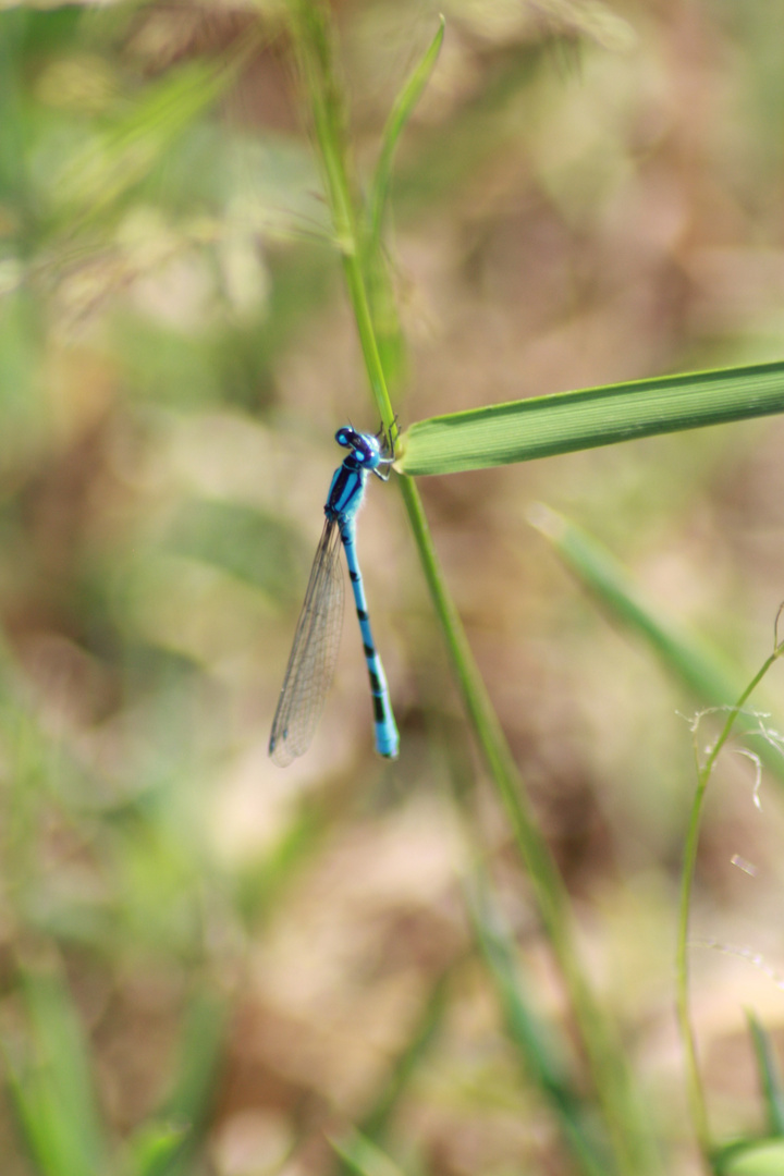 Die Blaue