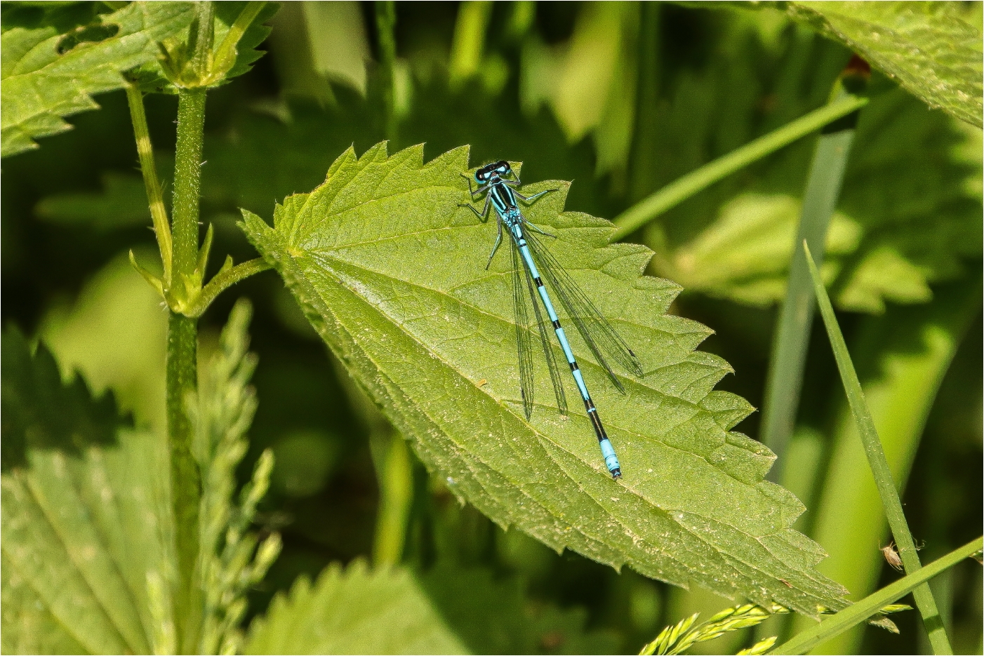 Die Blaue