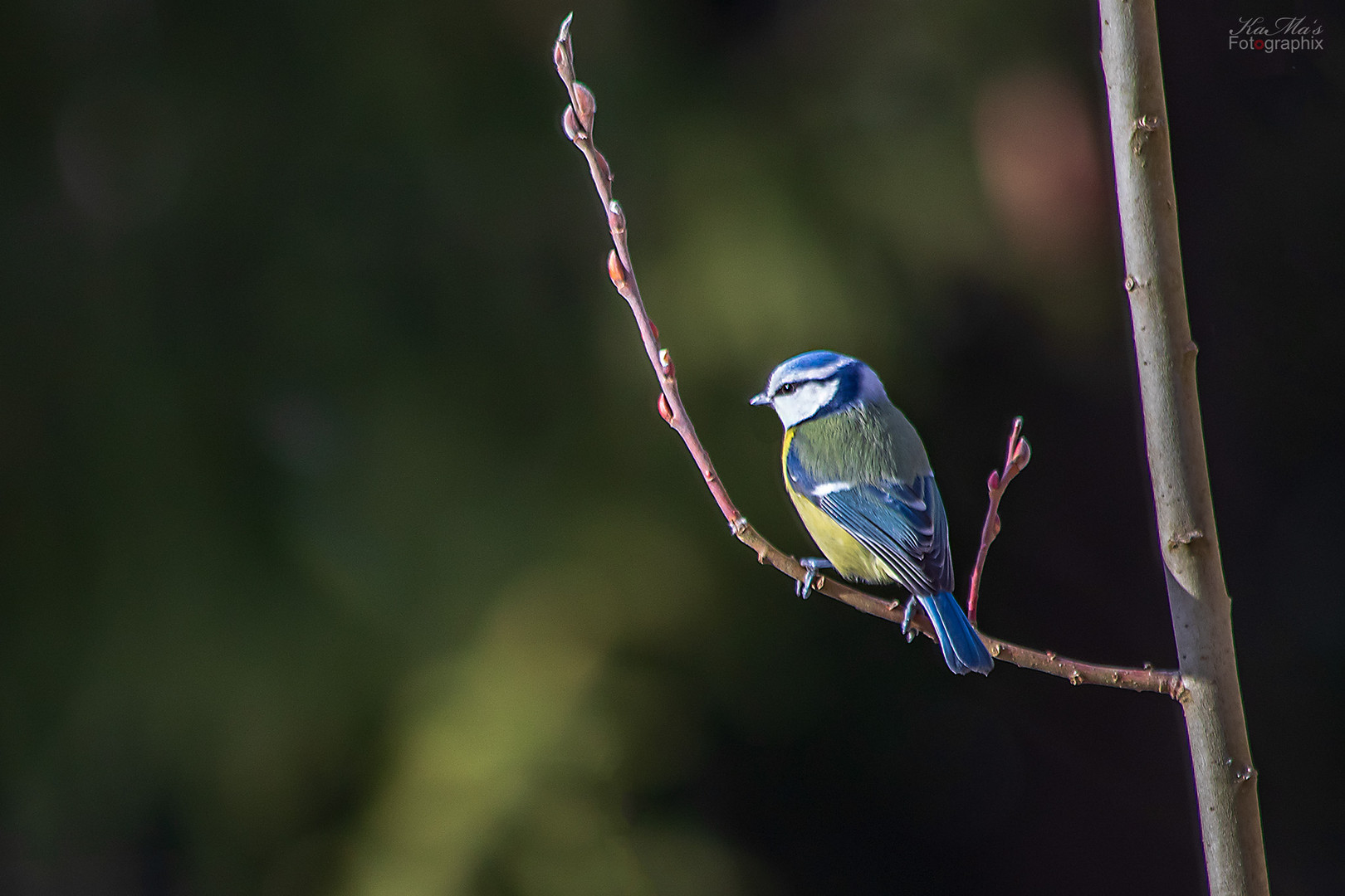 Die Blaue 