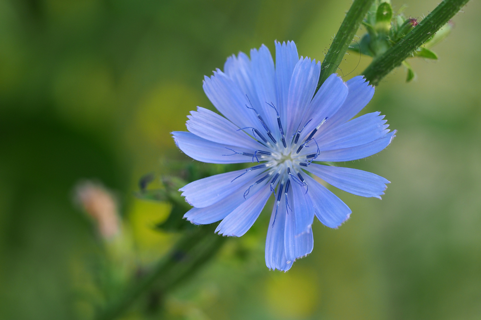 DIE BLAUE