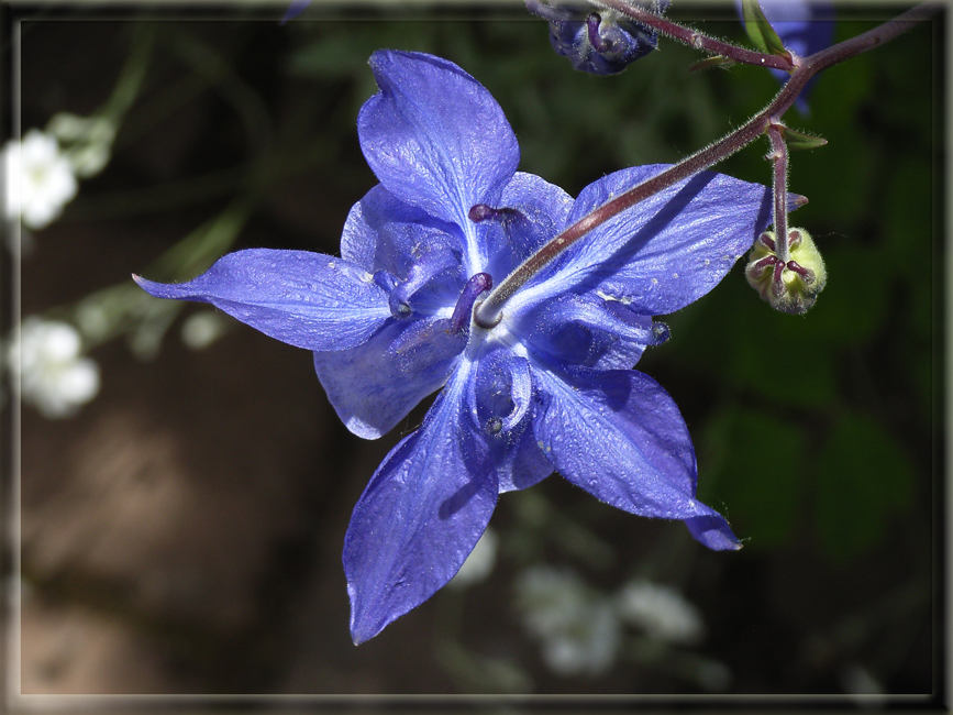 Die blaue Akelei