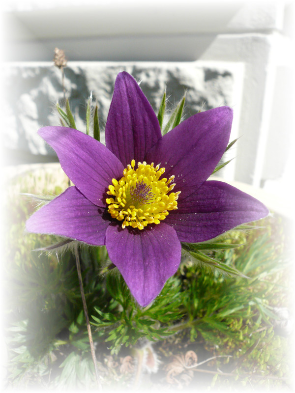 Die blaue Anemone