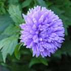 Die blaue Aster