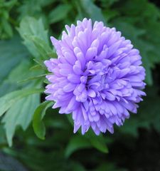 Die blaue Aster