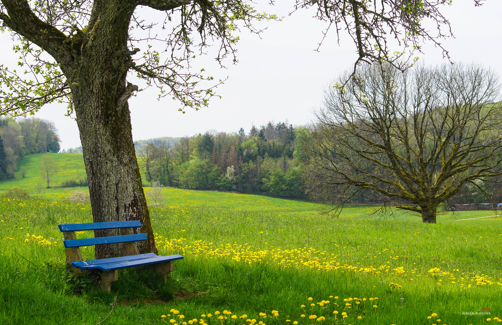 Die blaue Bank