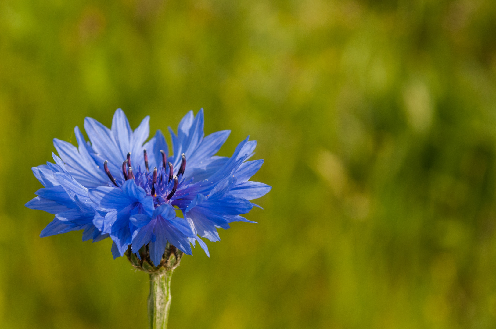 Die Blaue blüht wieder auf dem Acker Foto & Bild pflanzen, pilze