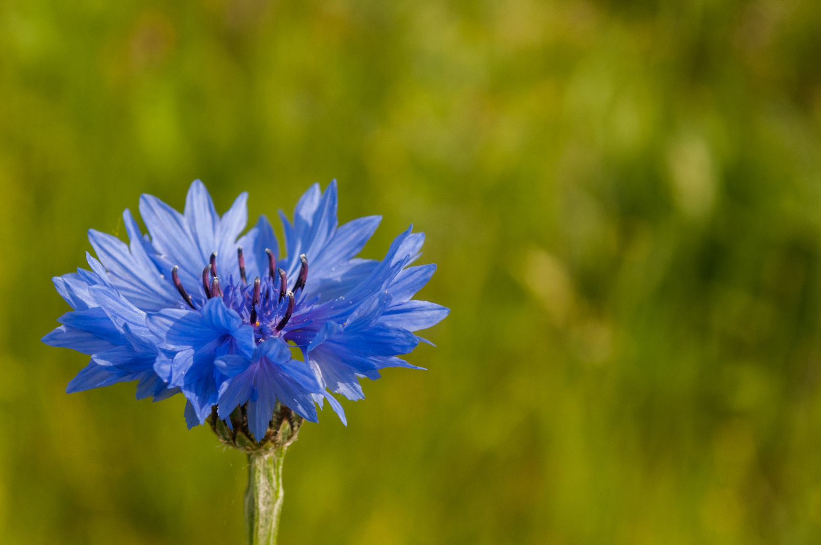 Die Blaue blüht wieder auf dem Acker