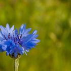 Die Blaue blüht wieder auf dem Acker