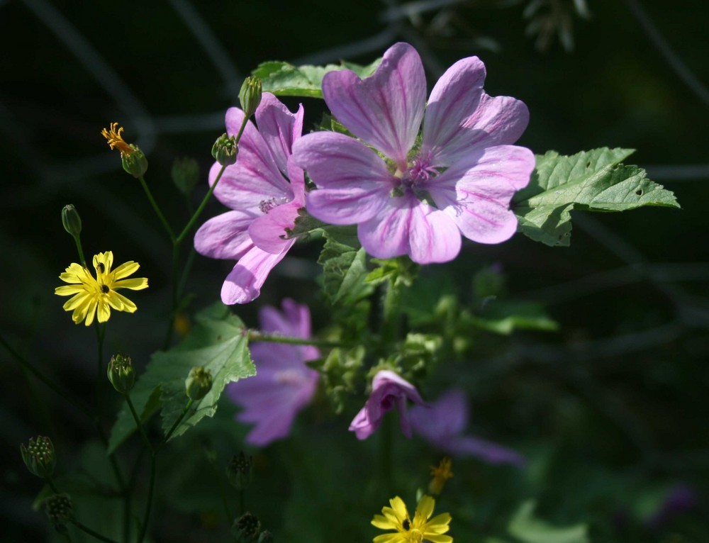 " die blaue blüte "