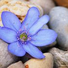 Die blaue Blüte