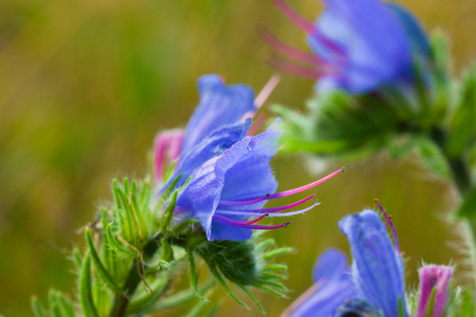 Die blaue Blüte des Stolzen Heinrich