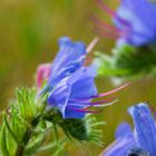 Die blaue Blüte des Stolzen Heinrich