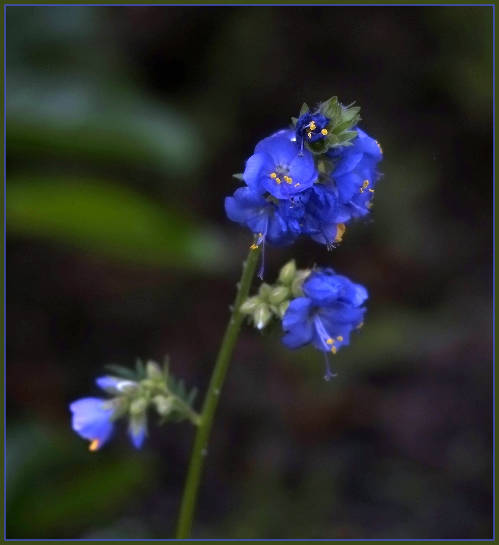 die blaue Blume