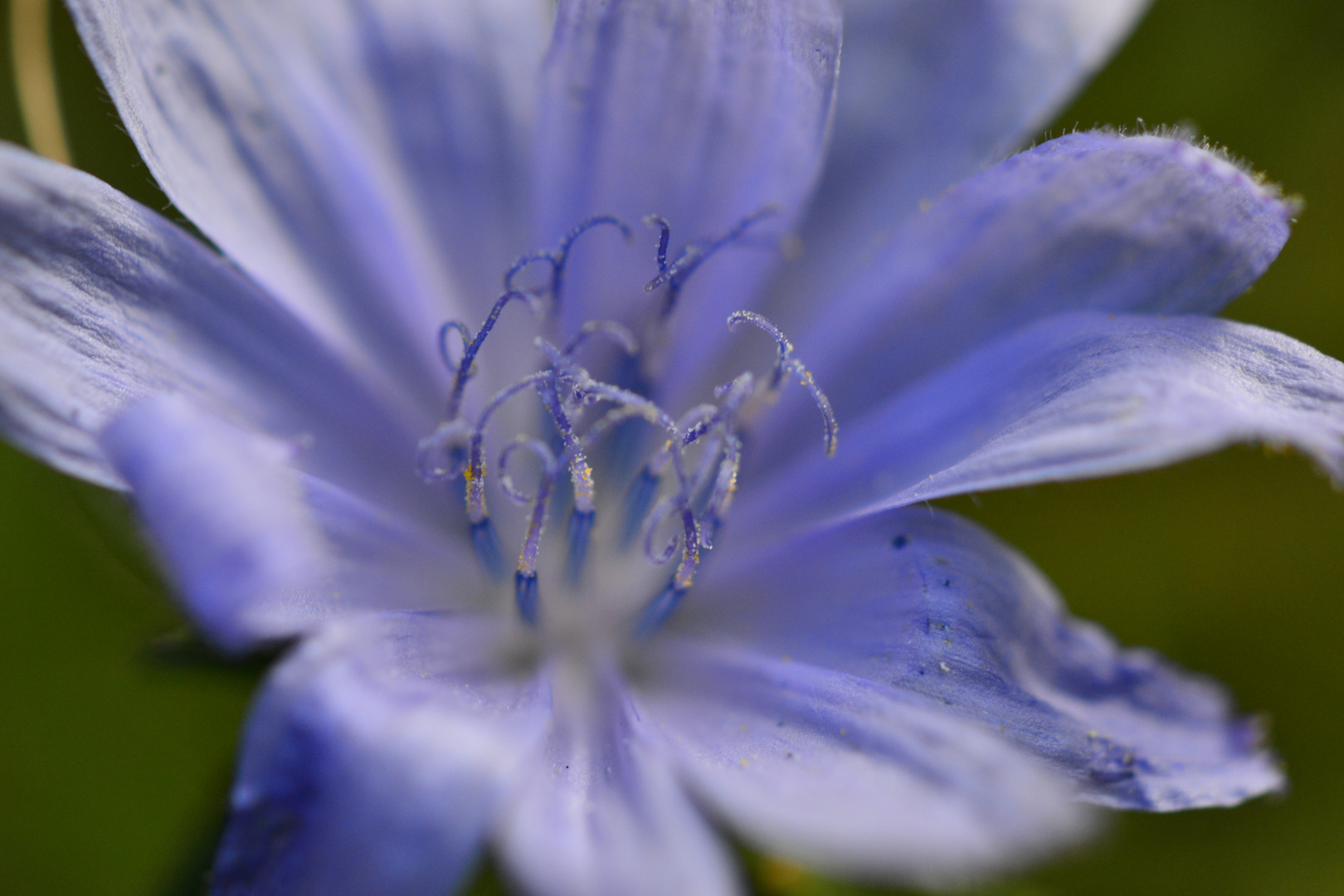 Die blaue blume