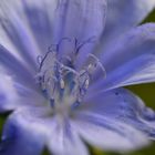 Die blaue blume