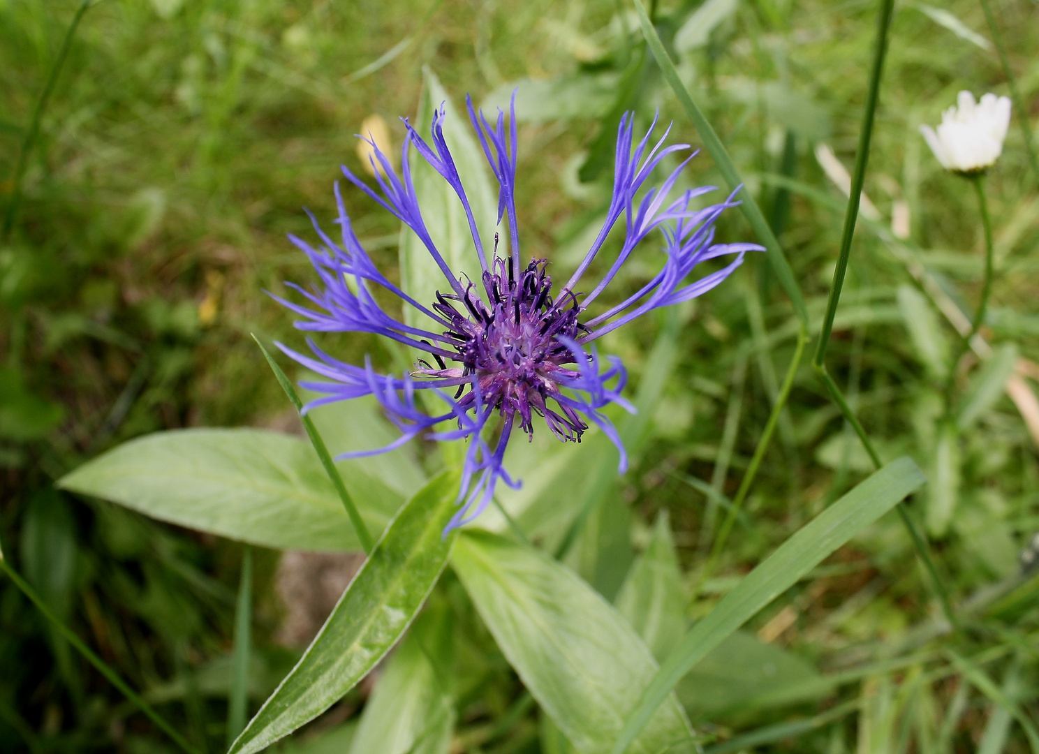 Die Blaue Blume