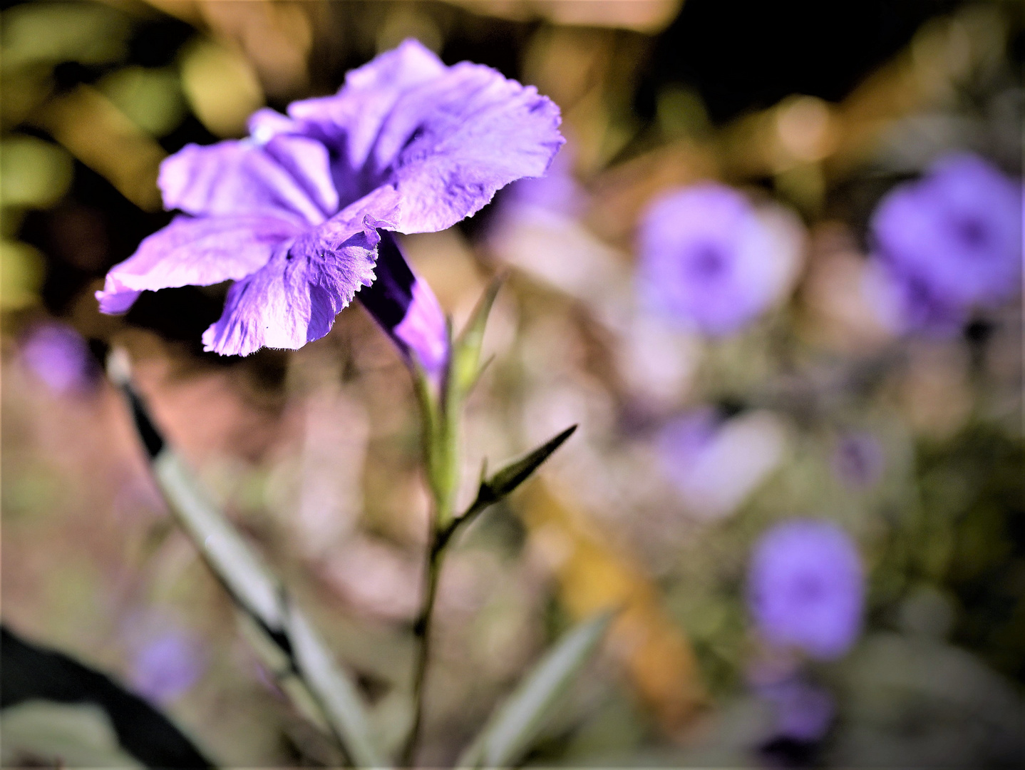 Die blaue Blume...