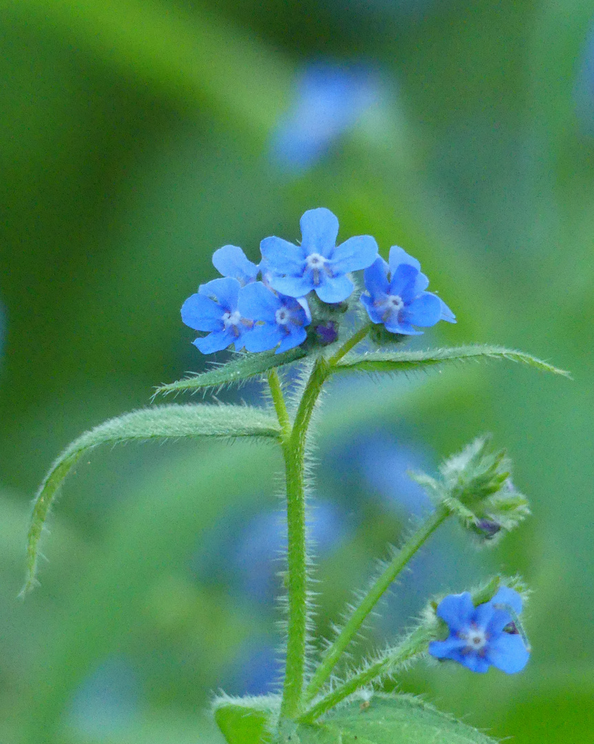 Die blaue Blume