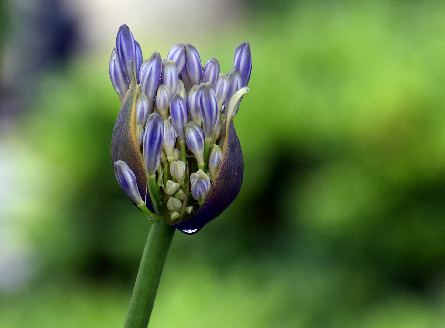 Die blaue Blume....