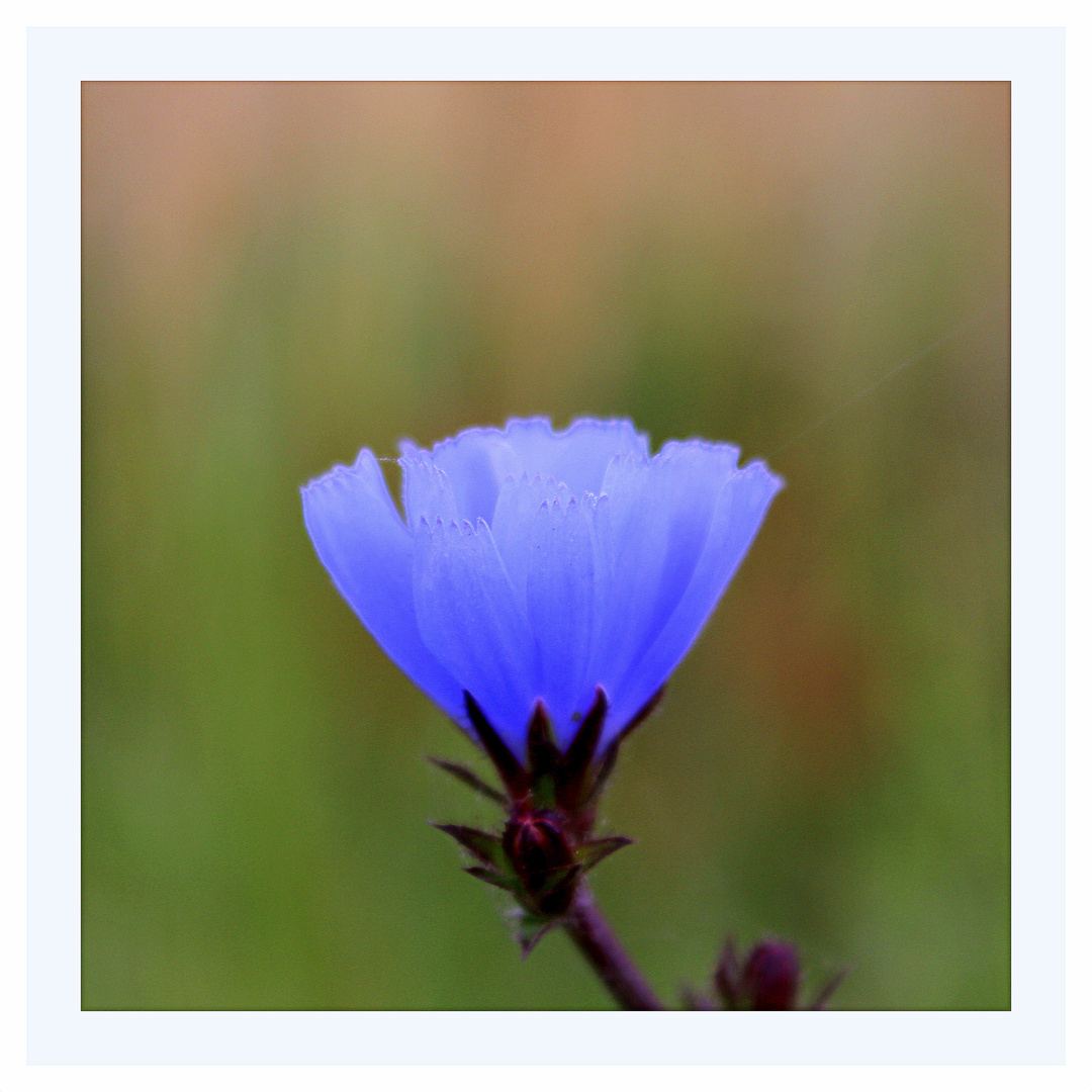 die blaue Blume