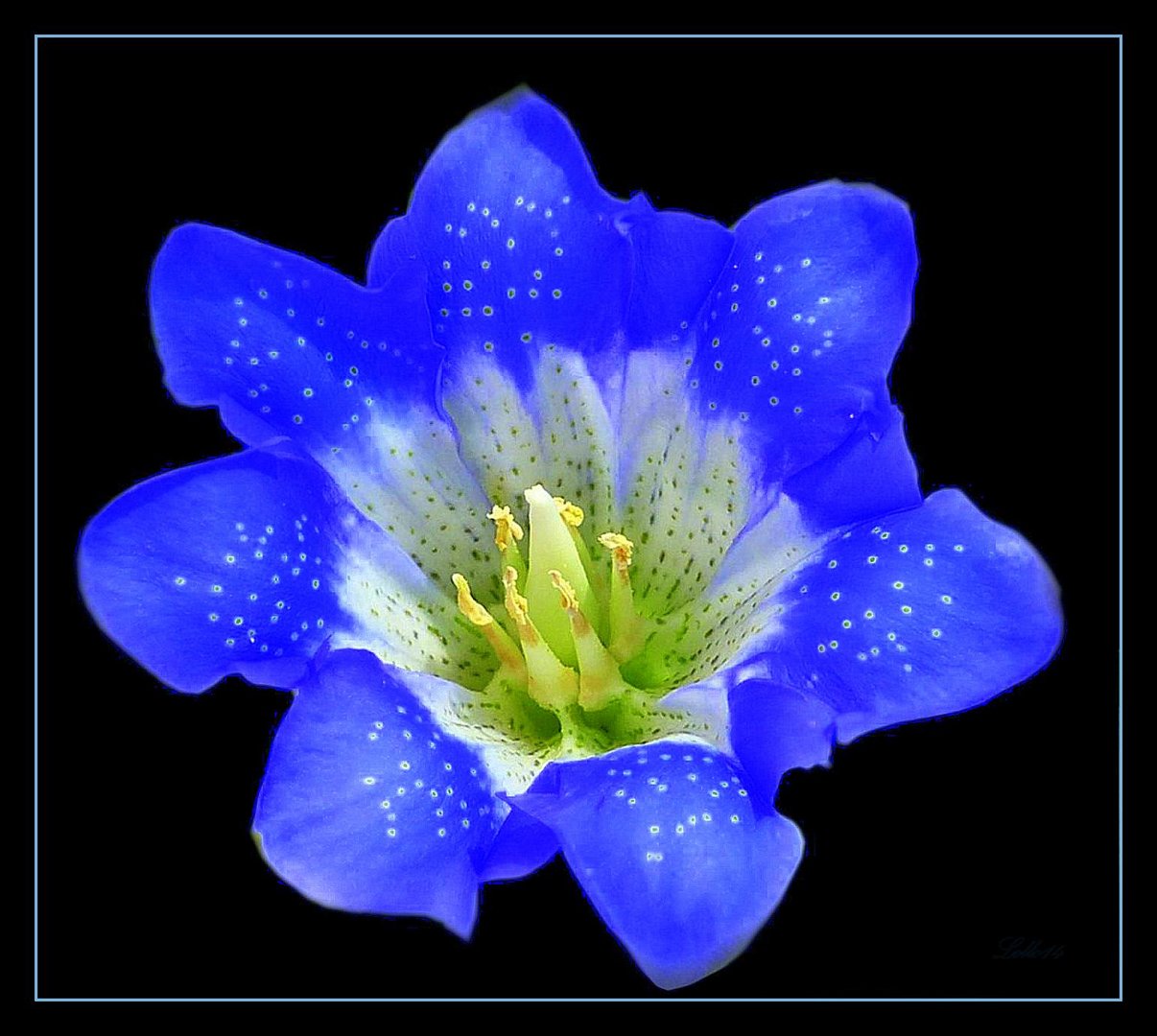 Die blaue Blume ...