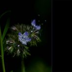 die blaue Blume