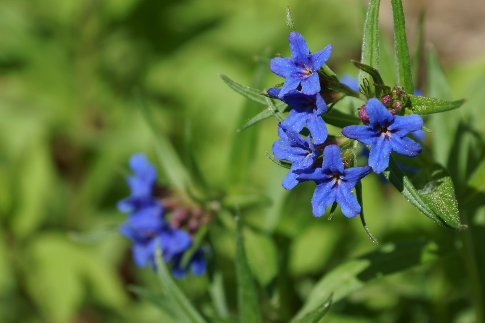 Die blaue Blume