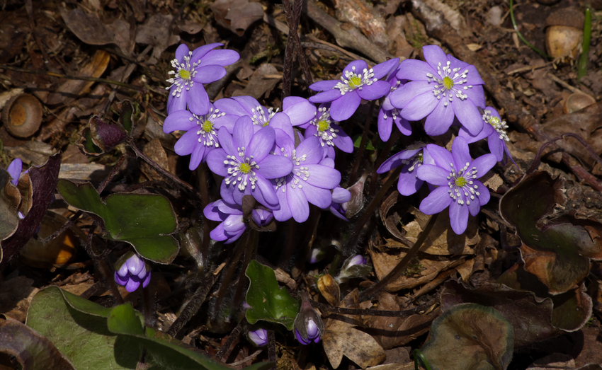 Die blaue Blume...