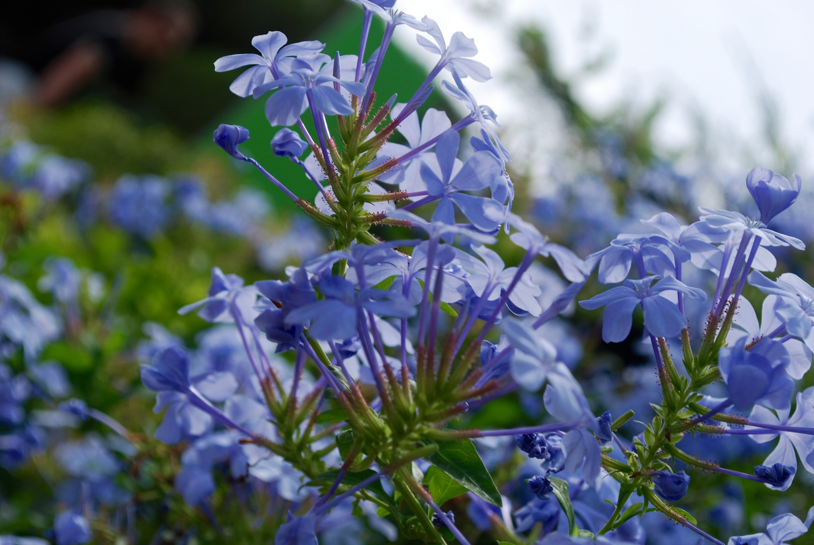 Die blaue Blume