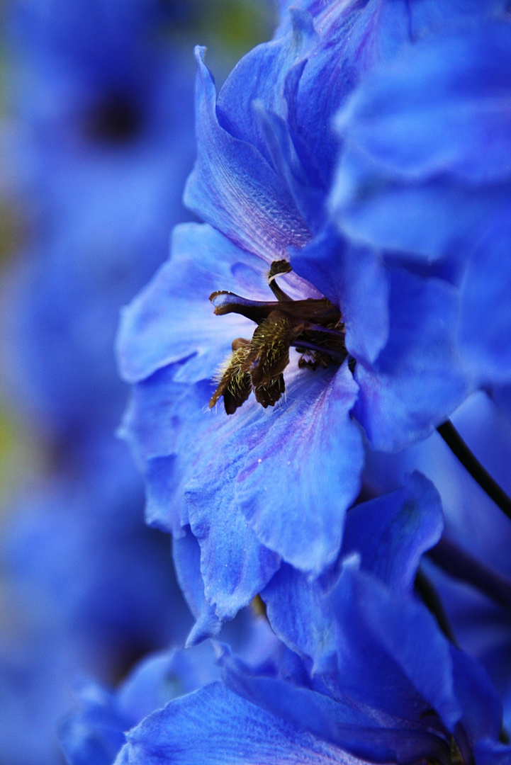 Die blaue Blume