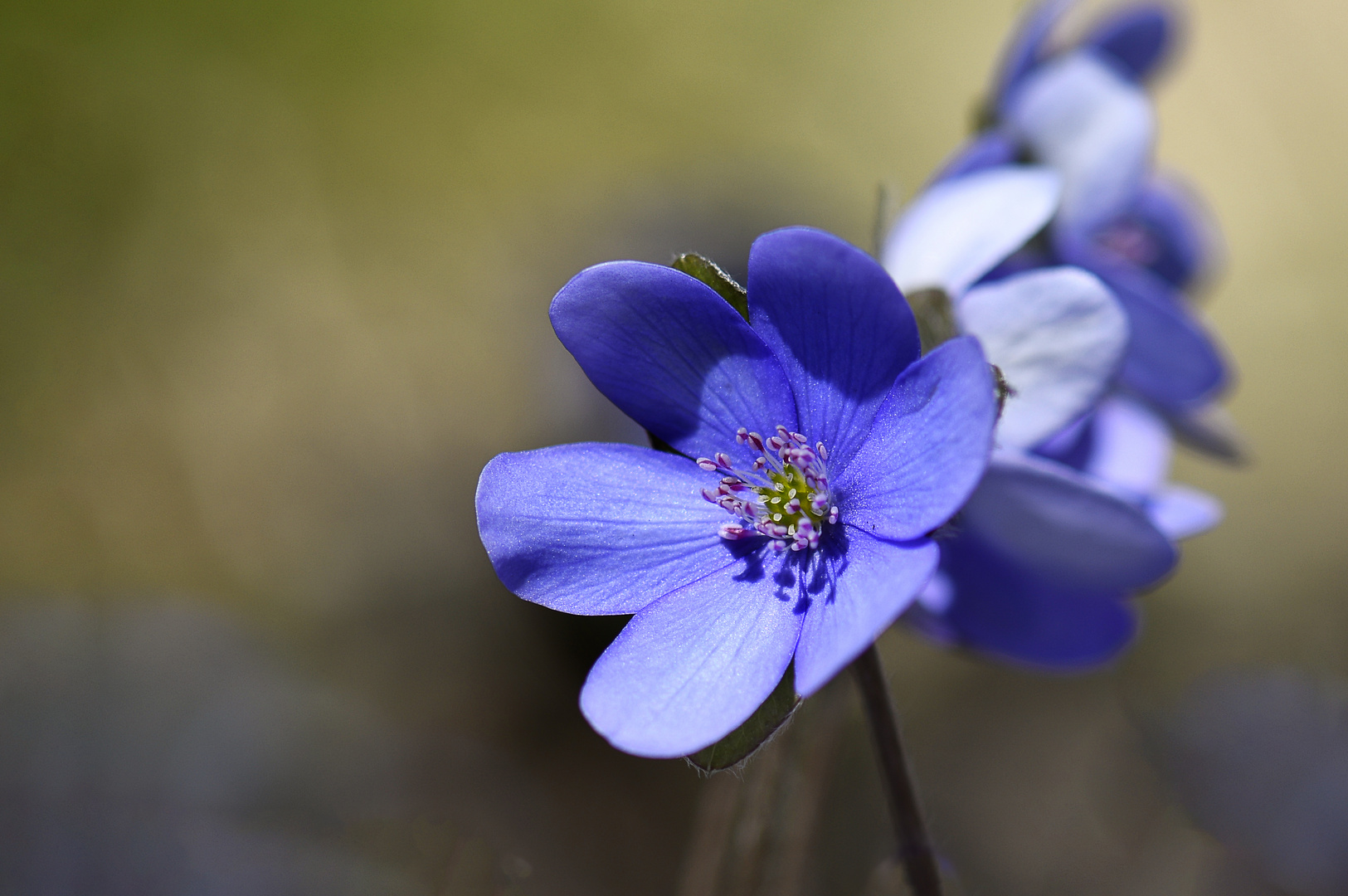 die blaue Blume Foto & Bild blau, frühling, natur Bilder auf