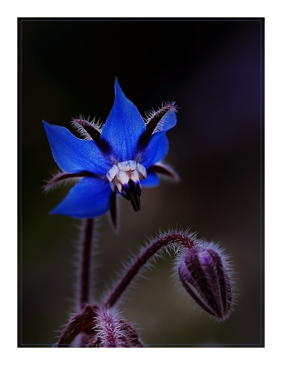 Die blaue Blume