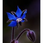 Die blaue Blume