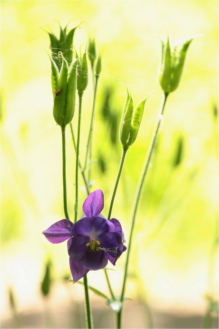 Die blaue Blume