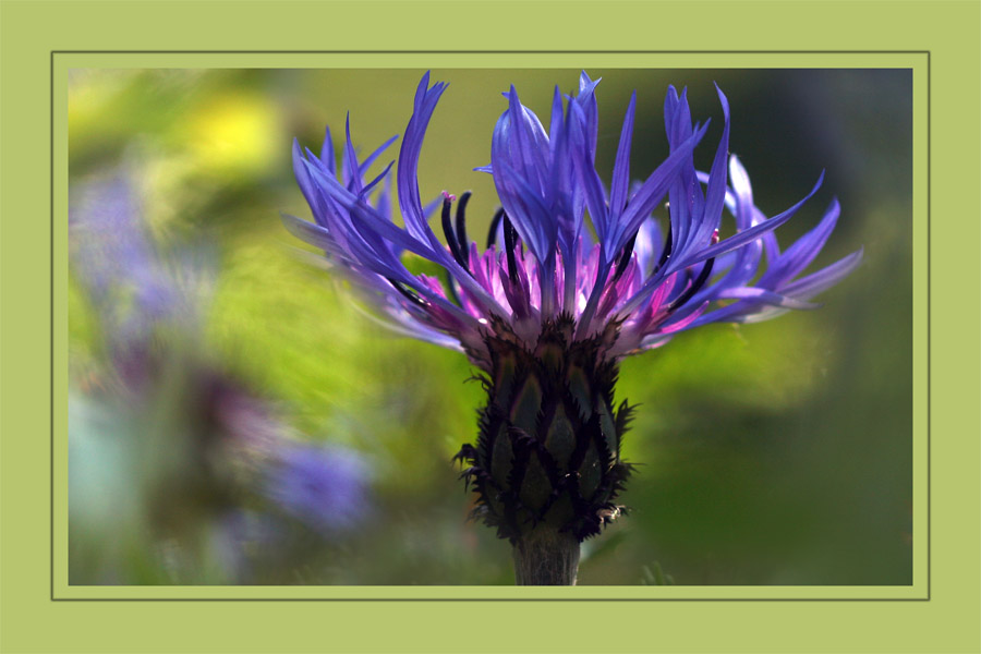 Die blaue Blume Foto & Bild pflanzen, pilze & flechten, blüten