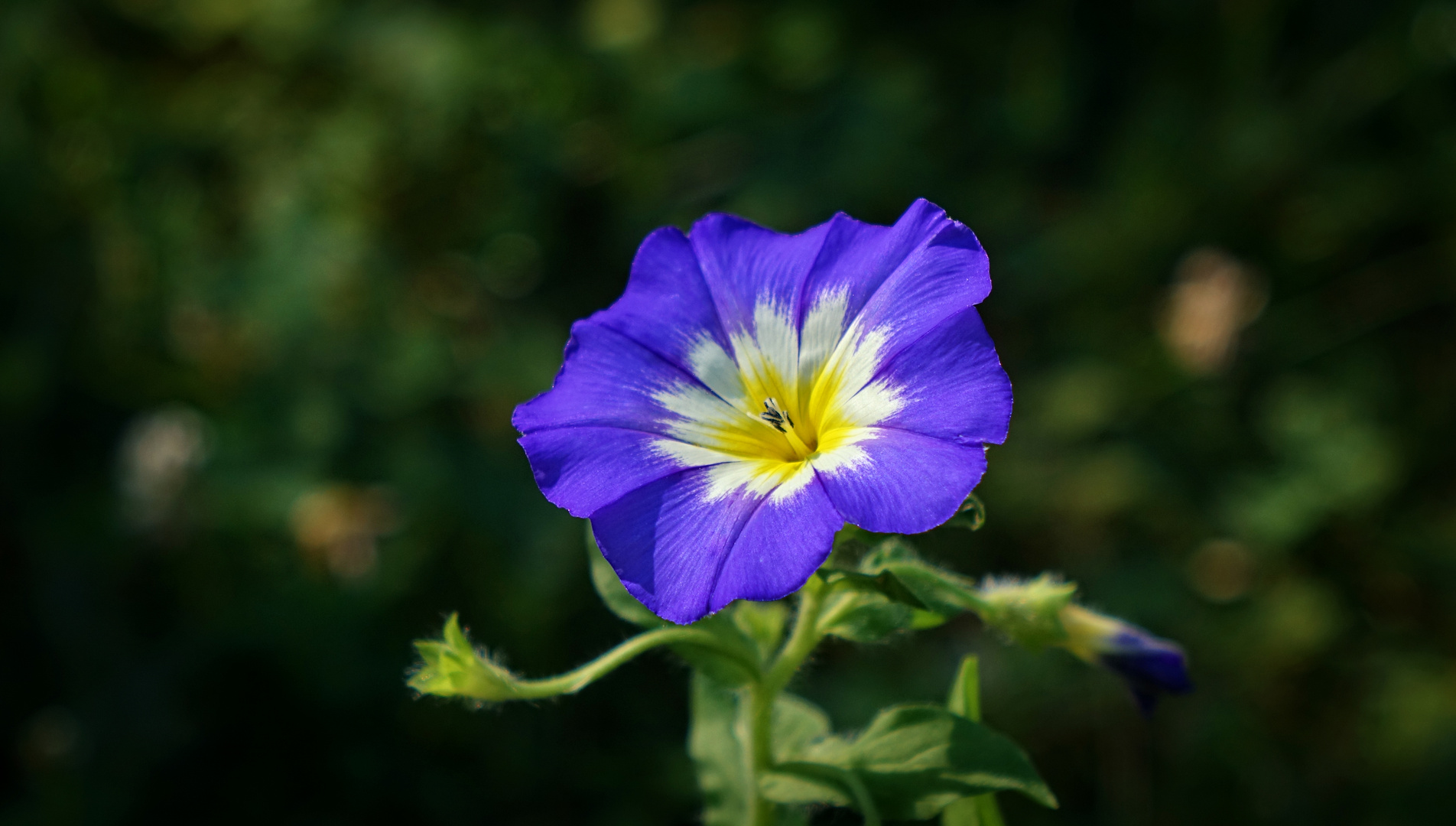 die blaue Blume ...