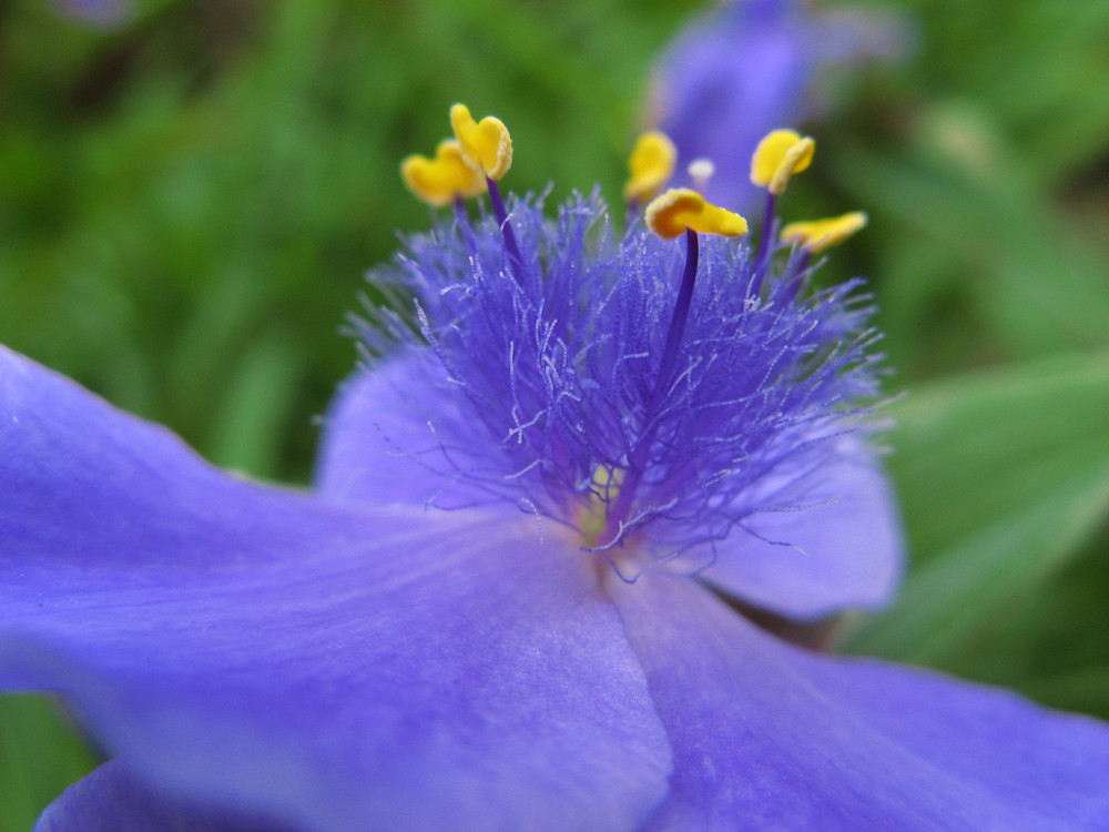 Die blaue Blume