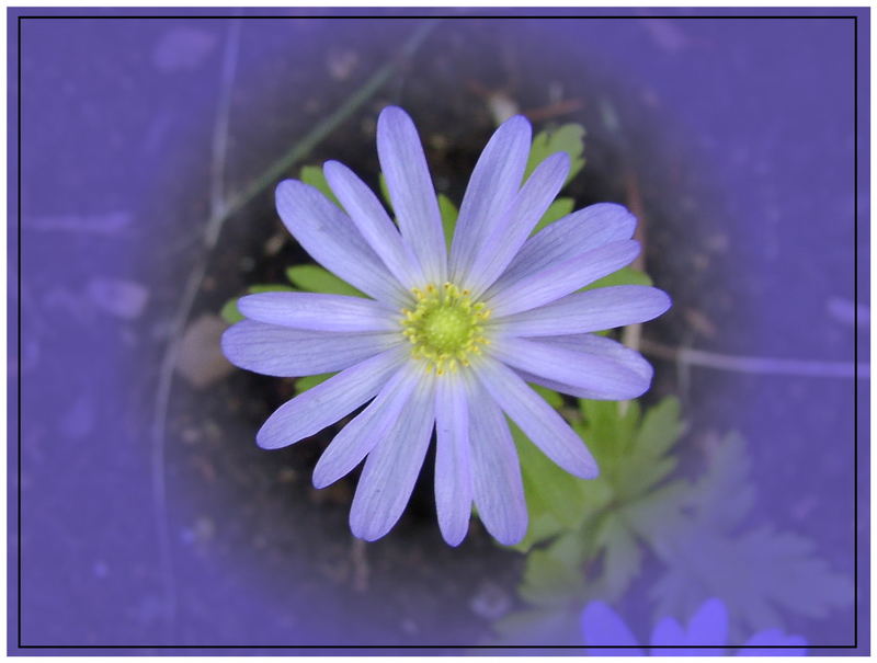 Die "Blaue Blume"