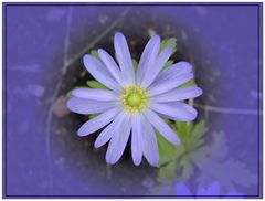 Die "Blaue Blume"