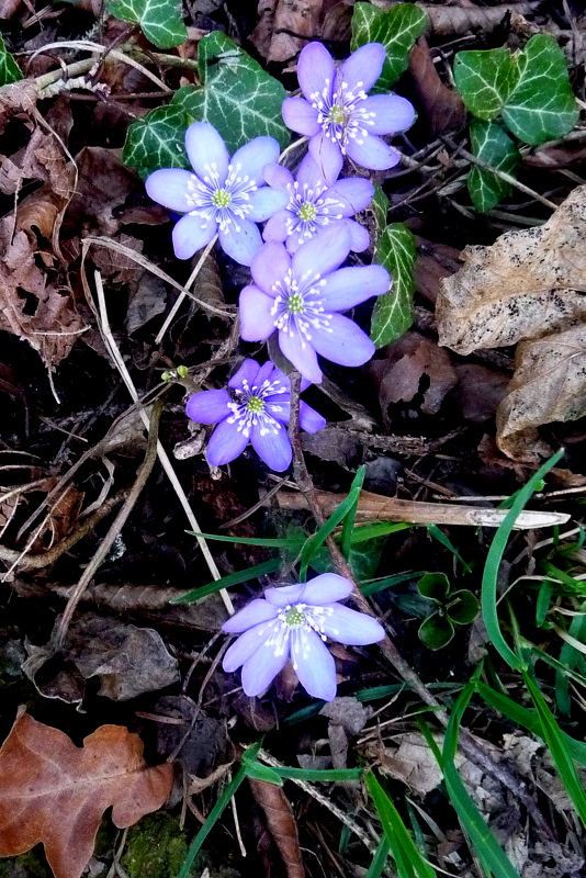 .... die blaue Blume ..