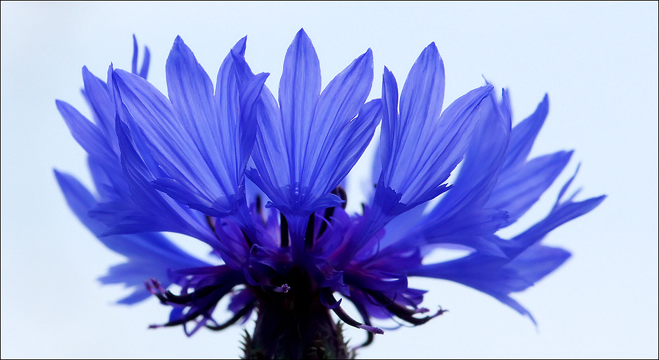 Die blaue Blume