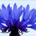 Die blaue Blume