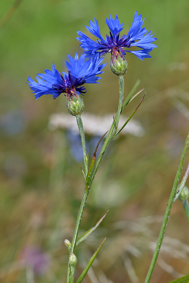 die blaue Blume